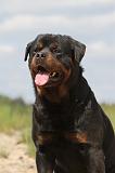 ROTTWEILER 321